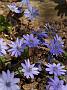 Hepatica trans.Harvington Beauty